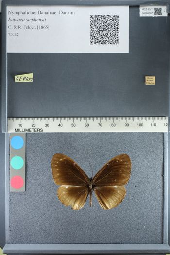 Media type: image;   Entomology 160307